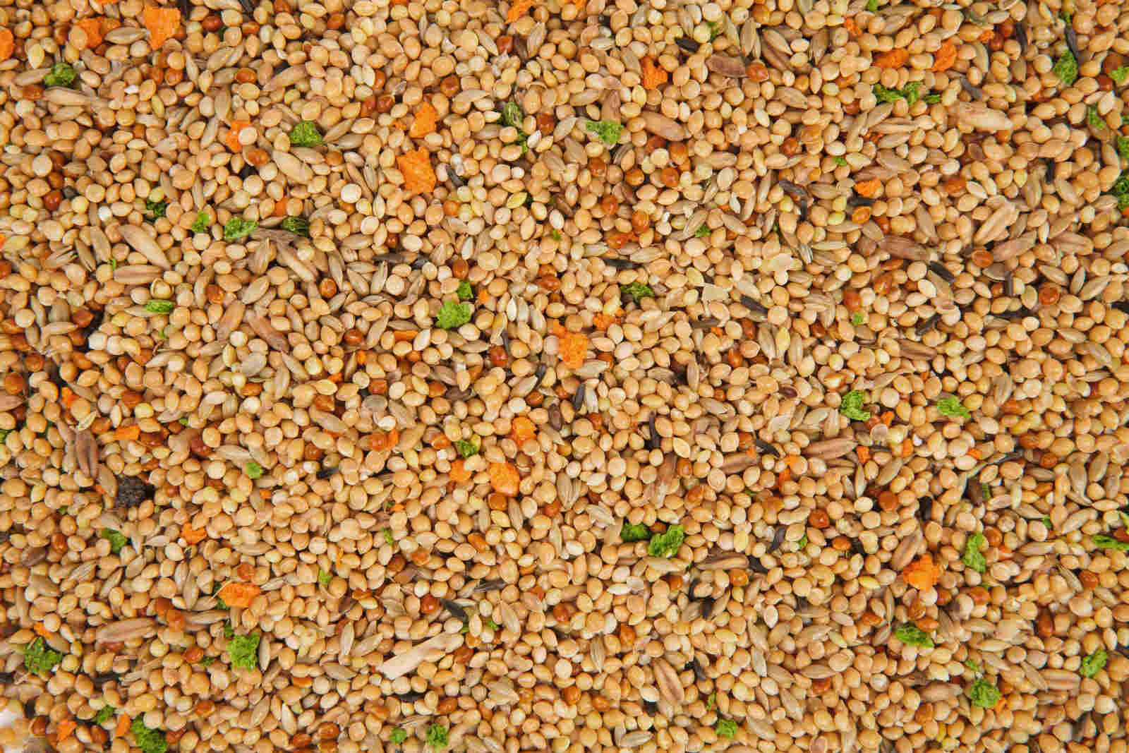 ZOO_BOX_papugi_faliste